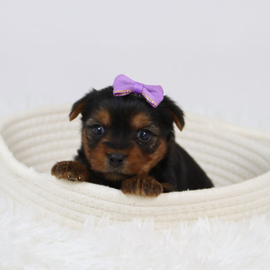 Cerina - Available 12/10