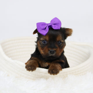 Cassandra - Available 12/10