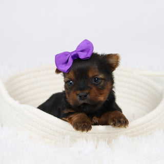 Cassandra - Available 12/10