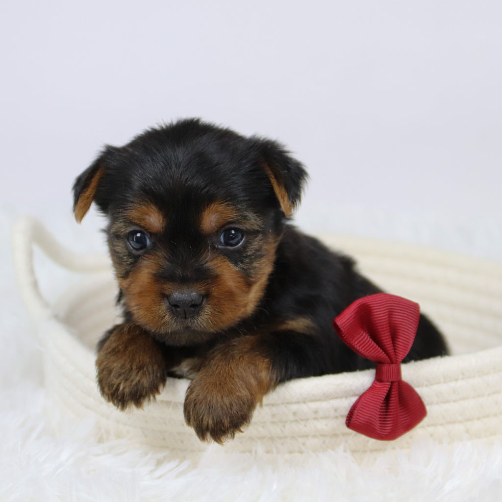 Barden - Available 12/10