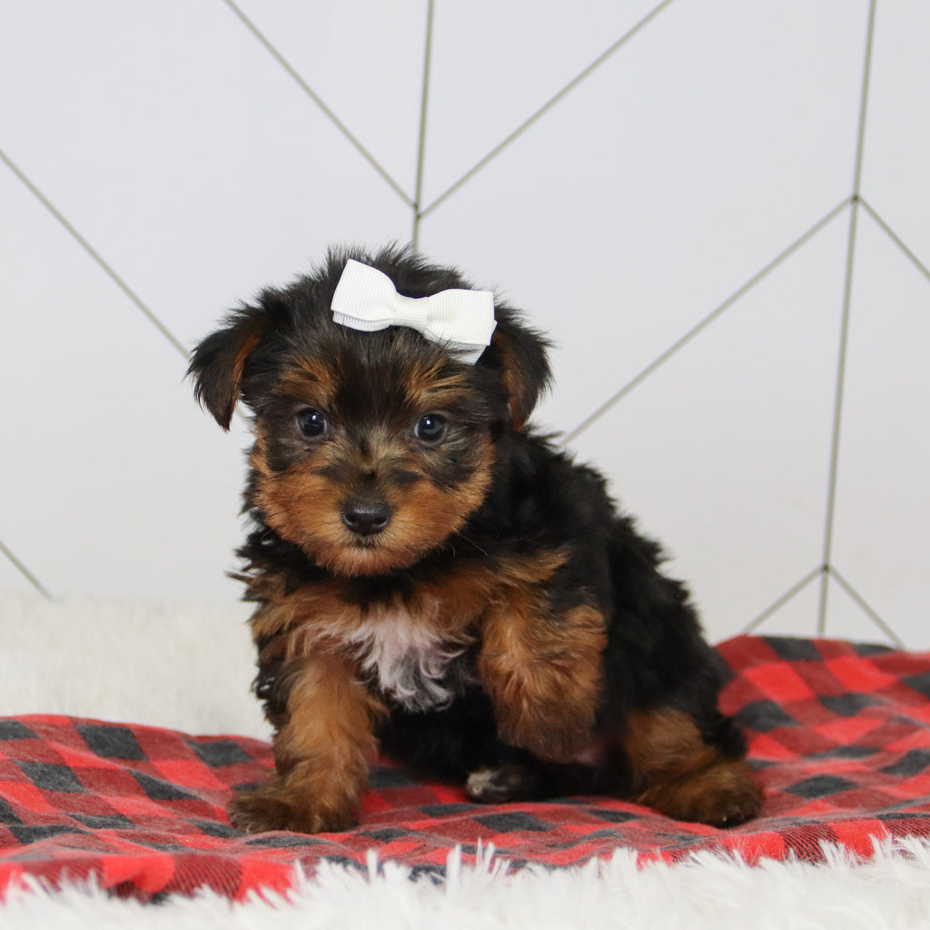 Helen - Available 12/17