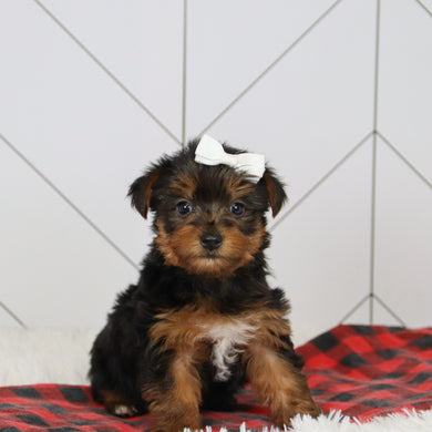 Helen - Available 12/17