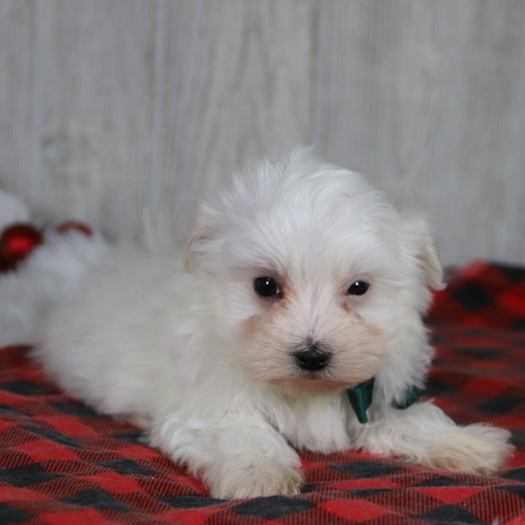 Patrick - Available 1/8