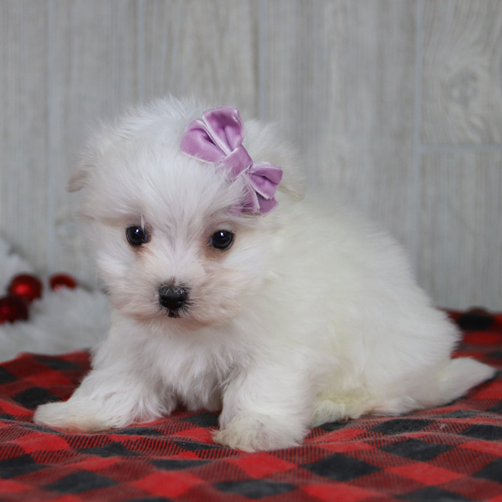 Nicole - Available 1/8