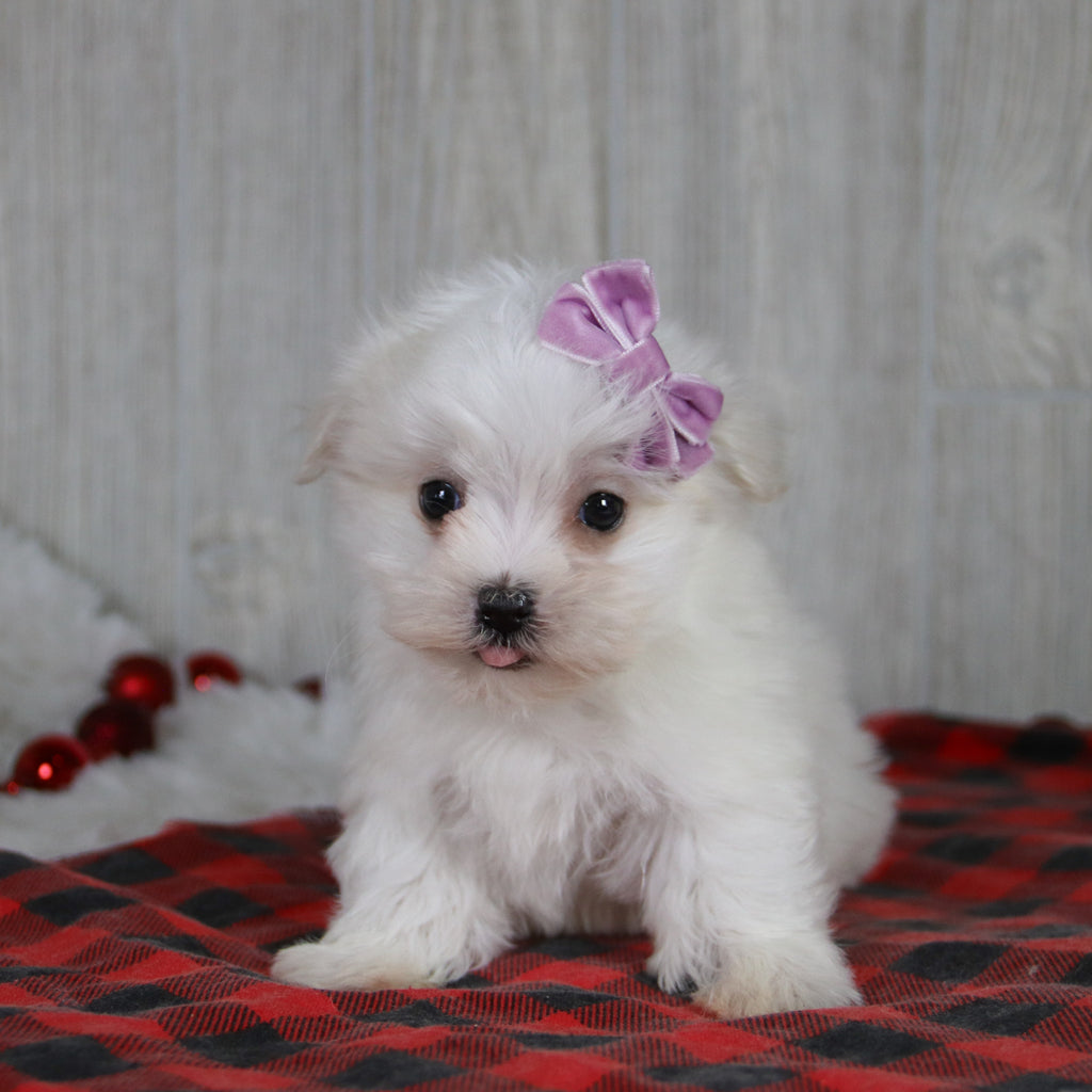 Nicole - Available 1/8