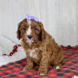 Valerie - Available 1/8