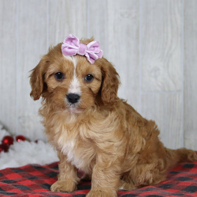 Liza - Available 1/8