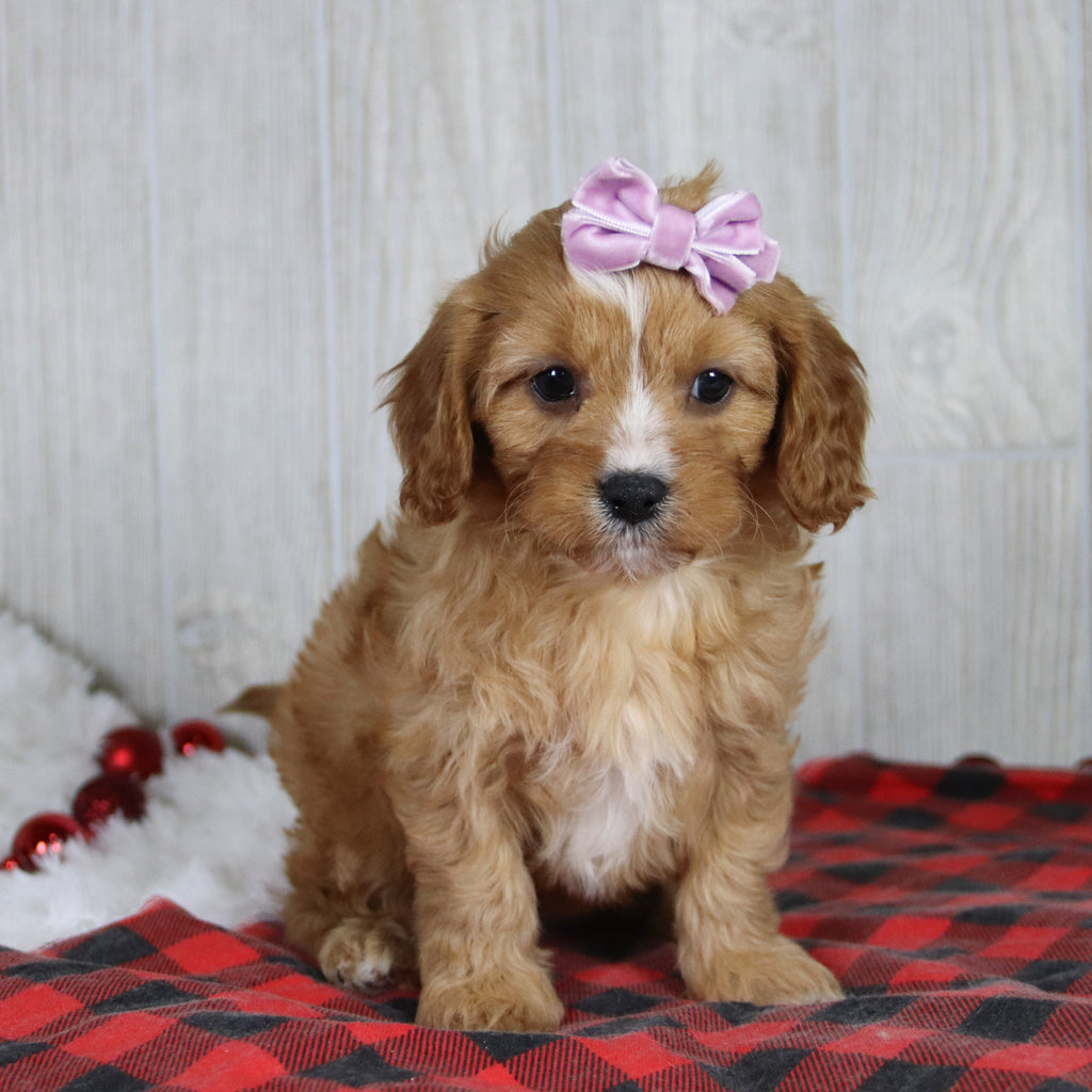 Liza - Available 1/8