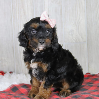 Athena - Available 1/8