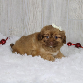 Sunni - Available 1/14