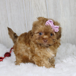 Sheba - Available 1/14