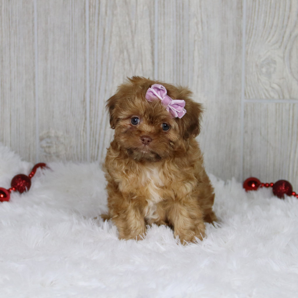 Sheba - Available 1/14