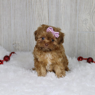 Sheba - Available 1/14