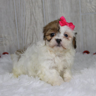 Pala - Available 1/14