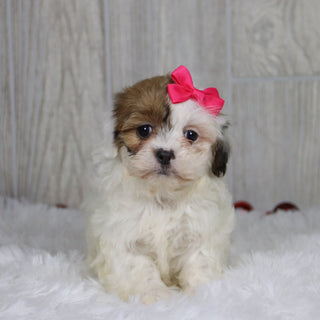 Pala - Available 1/14