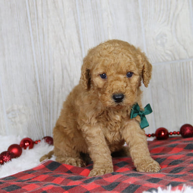 Dodge - Available 1/21