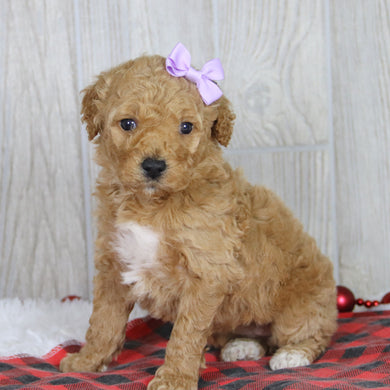 Annette - Available 1/21