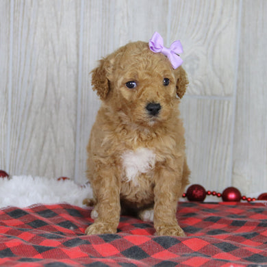 Annette - Available 1/21