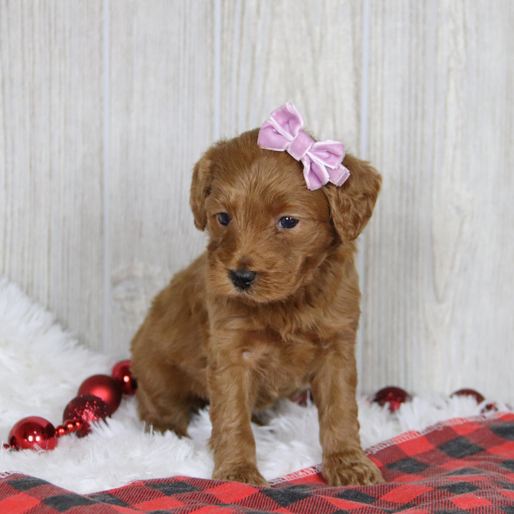 Lillian - Available 1/21