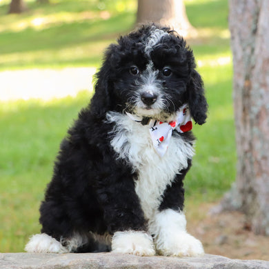 Koda