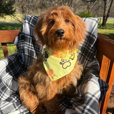 Bo *PRE-TRAINED* - Available Now