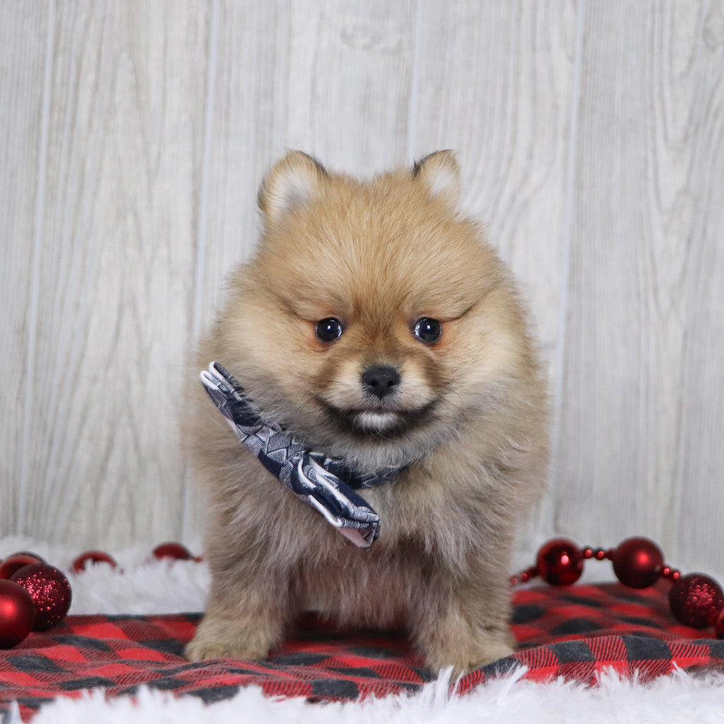 Abbott - Available 12/3