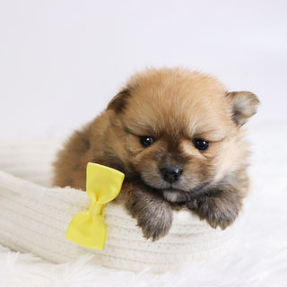 Abbott - Available 12/3