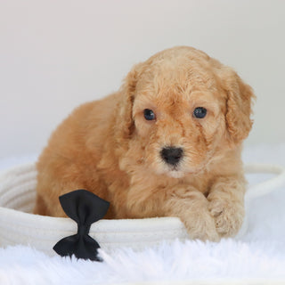 Abe - Available 9/3