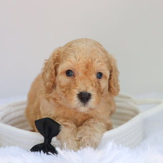 Abe - Available 9/3