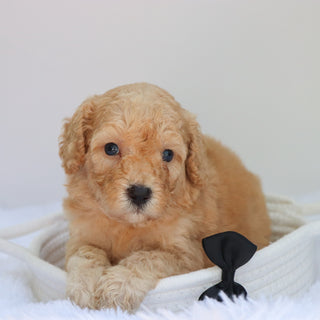 Abe - Available 9/3