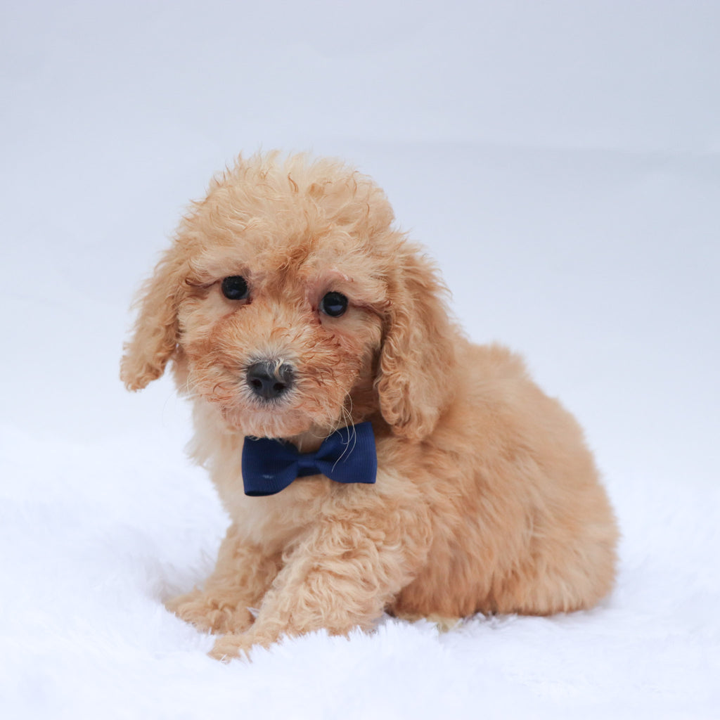 Abe - Available 9/3