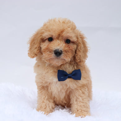 Abe - Available 9/3