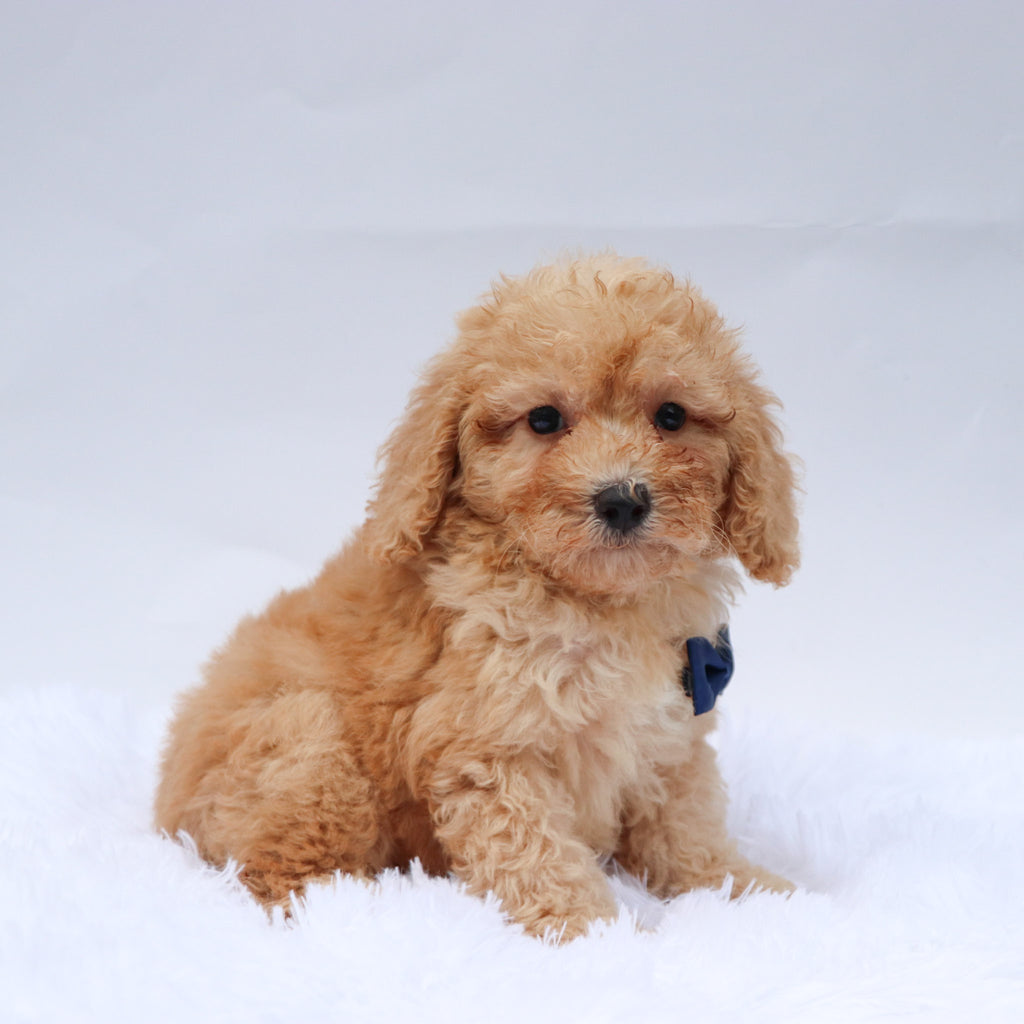 Abe - Available 9/3