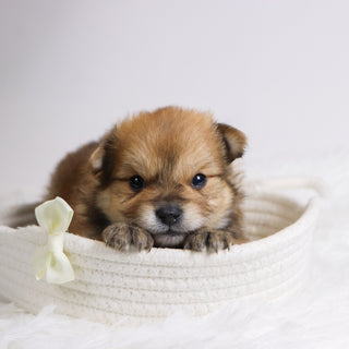 Abel - Available 12/3