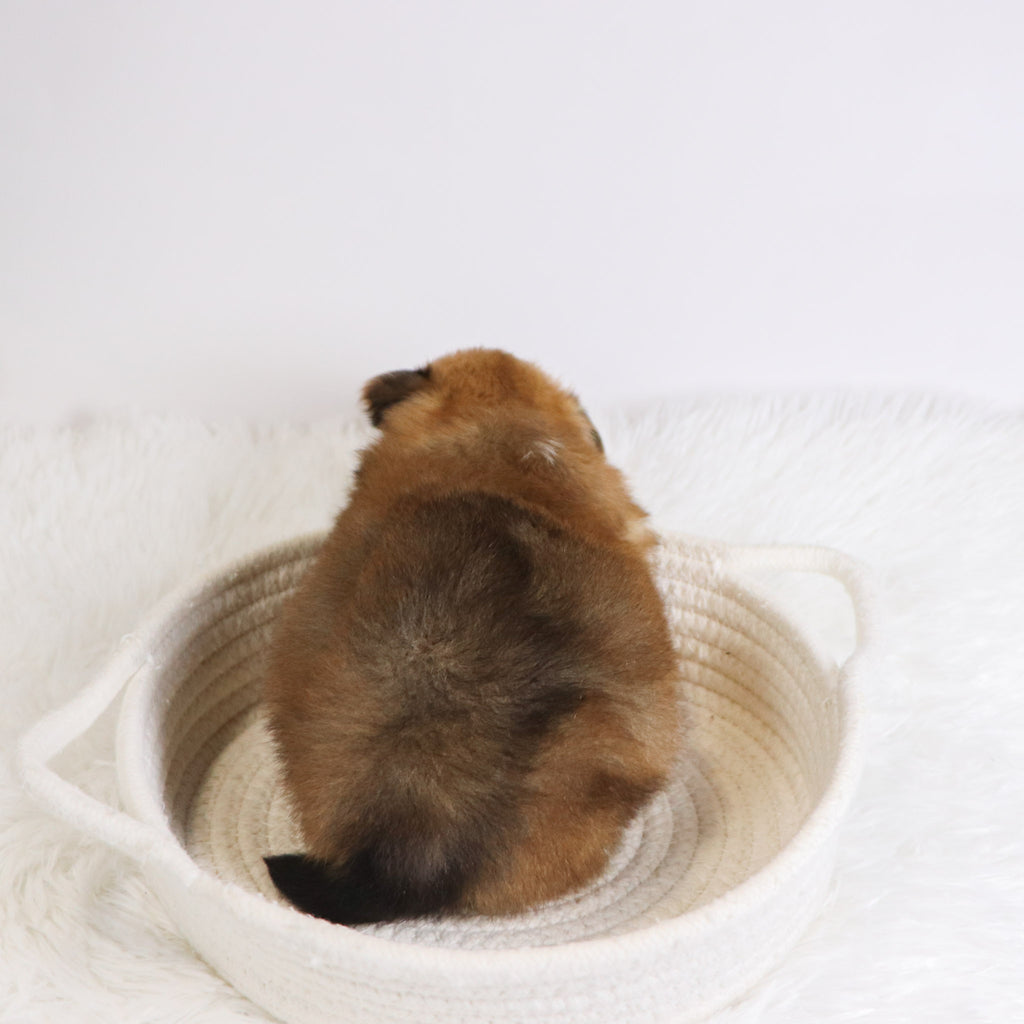 Abel - Available 12/3