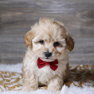 Abner - Available 12/3