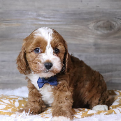 Abraham - Available 12/3