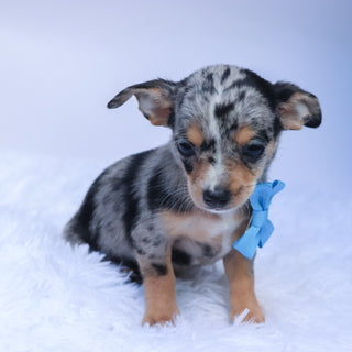 Ace - Available 9/10