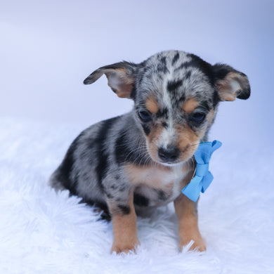 Ace - Available 9/10