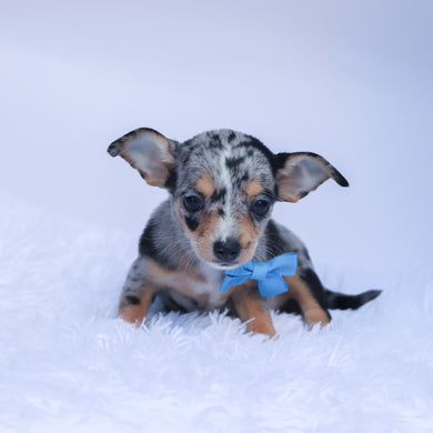Ace - Available 9/10