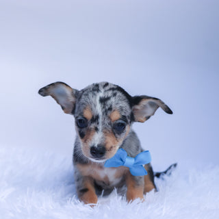 Ace - Available 9/10