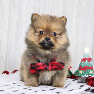 Acton - Available 12/3