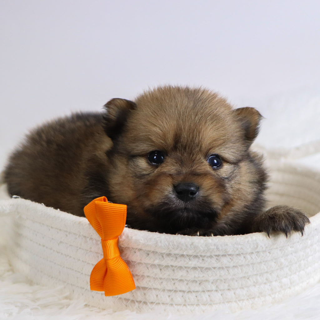 Acton - Available 12/3