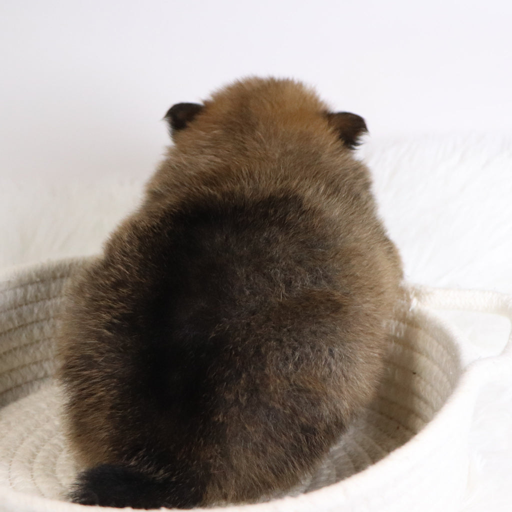 Acton - Available 12/3