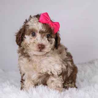 Addison - Available 11/26