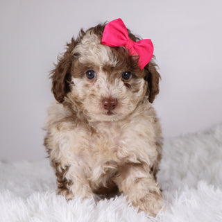 Addison - Available 11/26