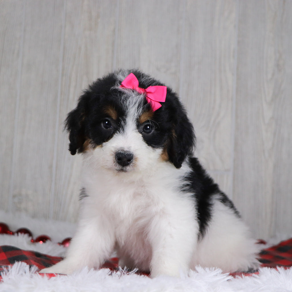 Adele - Available 12/17