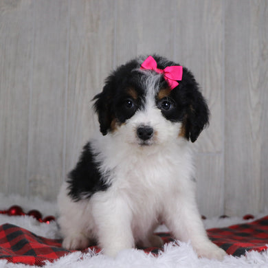 Adele - Available 12/17