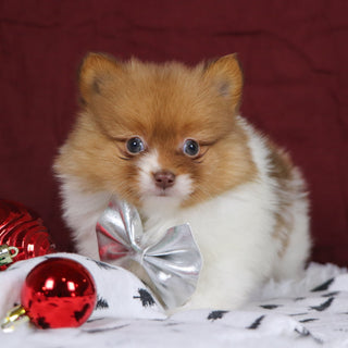 Adwin - Available 12/3