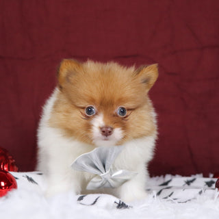 Adwin - Available 12/3